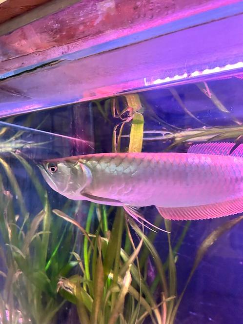 Arowana, Dieren en Toebehoren, Vissen | Aquariumvissen