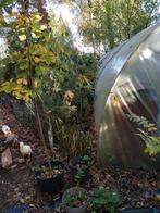 Lijsterbes ruim 2 meter in pot, Ophalen, Volle zon, Overige soorten