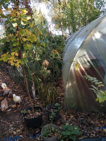 Lijsterbes ruim 2 meter in pot beschikbaar voor biedingen