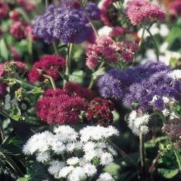 Ageratum houstonianum 'Timeless Mix zaden beschikbaar voor biedingen