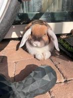 Konijn Fristi, Dieren en Toebehoren, Mannelijk