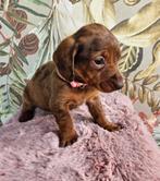 Fattoria del Bassotto heeft prachtige teckeltjes beschikbaar, Dieren en Toebehoren, Nederland, CDV (hondenziekte), 8 tot 15 weken