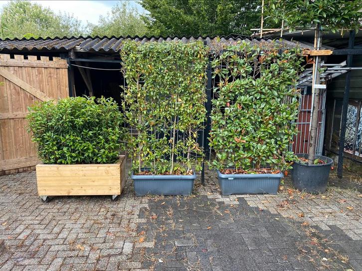 Hagen kant en klaar groen blijvende direct privacy, Tuin en Terras, Planten | Struiken en Hagen, Overige soorten, Ophalen of Verzenden