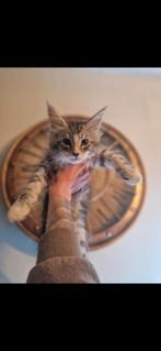 Maine coon kittens mogen binnenkort verhuizen, Meerdere dieren