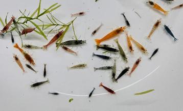 Uitgeselecteerd mix Neocaridina garnalen beschikbaar voor biedingen