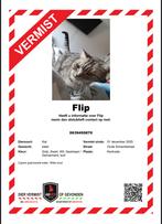 Vermist Kater Flip Kerkrade, Dieren en Toebehoren, Vermiste en Gevonden Dieren, Kat