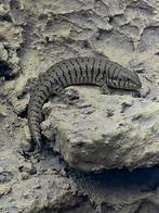 Zebra skink / Trachylepis dichroma 1.0.1, Hagedis, 0 tot 2 jaar