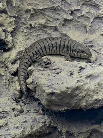Zebra skink / Trachylepis dichroma 1.0.1 beschikbaar voor biedingen