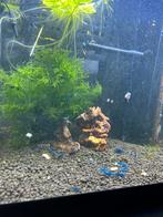 Blue dream garnalen, Kreeft, Krab of Garnaal, Zoetwatervis