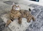 Herplaatsing  Brits korthaar poes  zoekt nieuw huisje, Poes, Gechipt