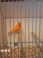 Kanarie, Mannelijk, Kleurkanarie