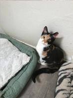 Kruizing lapjes poesje, Dieren en Toebehoren, Katten en Kittens | Overige Katten, Poes