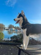 siberische husky 6 months (female), Dieren en Toebehoren, Honden | Niet-rashonden, 15 weken tot 1 jaar, Reu, Parvo, Eén hond