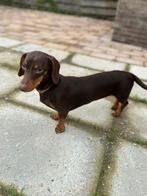 Dwerg teckel teefje choco tan, Dieren en Toebehoren, Honden | Teckels en Dashonden, Particulier, Rabiës (hondsdolheid), 15 weken tot 1 jaar