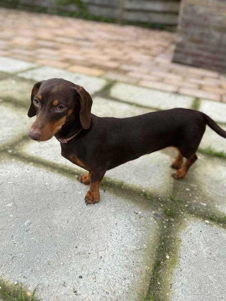 Dwerg teckel teefje choco tan, Dieren en Toebehoren, Honden | Teckels en Dashonden, Teef, Korthaar, Dwerg, Particulier, Eén hond