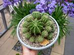 cactus - Echinopsis hybride, Ophalen of Verzenden, Cactus, Volle zon, Minder dan 100 cm