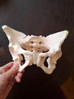 anatomisch bekken, Ophalen of Verzenden, Gebruikt