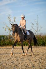 Mega knappe D dressuurpony Welsh merrie, Merrie, Gechipt, Dressuurpony, L