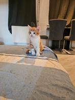 Foto 1 en 2 mannetje foto 3,4,5 en 6 vrouwtje, Dieren en Toebehoren, Katten en Kittens | Overige Katten, Meerdere dieren, 0 tot 2 jaar