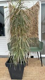 Gratis grote plant af te halen, Ophalen, Halfschaduw, Minder dan 100 cm