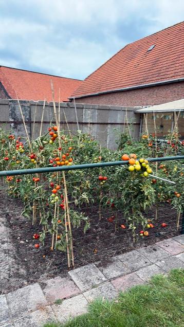 Heel veel tomaten , verschillende soorten en maten beschikbaar voor biedingen