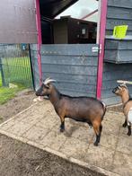 Stamboek dwerggeit, Dieren en Toebehoren, Vrouwelijk, Geit, 3 tot 5 jaar