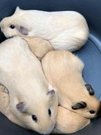 Diverse jonge cavia's, Dieren en Toebehoren, Knaagdieren, Cavia, Vrouwelijk, Tam, Oktober