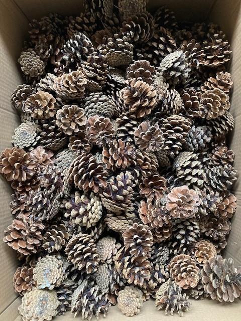 Mooie dennenappels te koop , diverse aantallen mogelijk, Diversen, Kerst, Nieuw, Ophalen of Verzenden