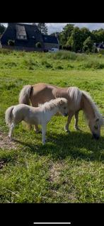 shetlander met veulen te koop, Minder dan 160 cm, Niet van toepassing, 0 tot 2 jaar, Meerdere dieren