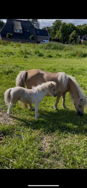shetlander met veulen te koop  beschikbaar voor biedingen
