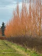 Salix chermesina, Ophalen, Volle zon, Overige soorten