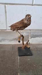 Mooie Opgezette Vogel., Ophalen of Verzenden, Zo goed als nieuw, Vogel, Opgezet dier