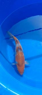 Katsumi.. Ochiba Koi net jong nisai 35 cm, Dieren en Toebehoren, Karper of Koi