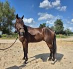lief recreatiepaard 4 jr.ruin, Dieren en Toebehoren, Paarden, Gechipt, Ruin, 3 tot 6 jaar, Onbeleerd