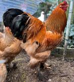 Brahma broedeieren, Dieren en Toebehoren, Pluimvee, Geslacht onbekend, Kip