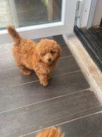 2 maltipoo reutjes, Dieren en Toebehoren, Honden | Chihuahua's en Gezelschapshonden, CDV (hondenziekte), 8 tot 15 weken, Meerdere