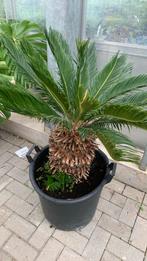 Mediterane en Subtropische planten, Volle zon, Vaste plant, Bloeit niet, Ophalen