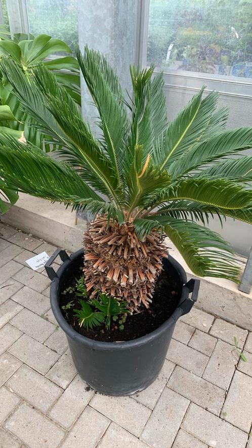 Mediterane en Subtropische planten, Tuin en Terras, Planten | Tuinplanten, Vaste plant, Overige soorten, Volle zon, Bloeit niet