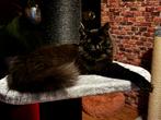 Black solid ragdoll poes 6,5 mnd oud, Dieren en Toebehoren, Katten en Kittens | Raskatten | Langhaar, Poes, Gechipt, 0 tot 2 jaar
