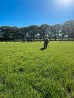 Opfok plekje aangeboden merrie pony veulen, Dieren en Toebehoren, Stalling en Weidegang, Weidegang, 1 paard of pony
