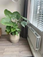 Intratuin kamerplant!, Ophalen of Verzenden, Halfschaduw, Minder dan 100 cm