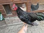 2 prachtige Australorp kriel hanen: blauw en zwart, Dieren en Toebehoren, Pluimvee, Mannelijk, Kip