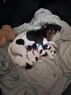 Jack russel puppy's, Dieren en Toebehoren, Honden | Jack Russells en Terriërs, Rabiës (hondsdolheid), Particulier, 3 tot 5 jaar