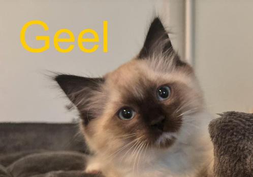 Nog 1 Prachtige vooral lieve raszuivere ragdoll, Dieren en Toebehoren, Katten en Kittens | Raskatten | Langhaar, Meerdere dieren