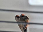 Jong koppel charcoal zebravinken, Dieren en Toebehoren, Vogels | Overige Vogels, Meerdere dieren