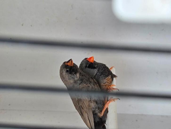 Jong koppel charcoal zebravinken, Dieren en Toebehoren, Vogels | Overige Vogels, Meerdere dieren