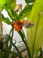 Orange cobra guppy, Dieren en Toebehoren, Vissen | Aquariumvissen