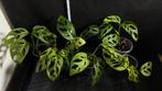 Monstera obliqua 'Leichtlinii' Adansonii Variegata, Ophalen of Verzenden, Overige soorten, Minder dan 100 cm