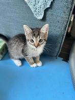 Kittens, Dieren en Toebehoren, Katten en Kittens | Raskatten | Langhaar, 0 tot 2 jaar