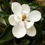 Magnolia grandiflora 'Black Stem' – Groenblijvende Magnolia, Ophalen